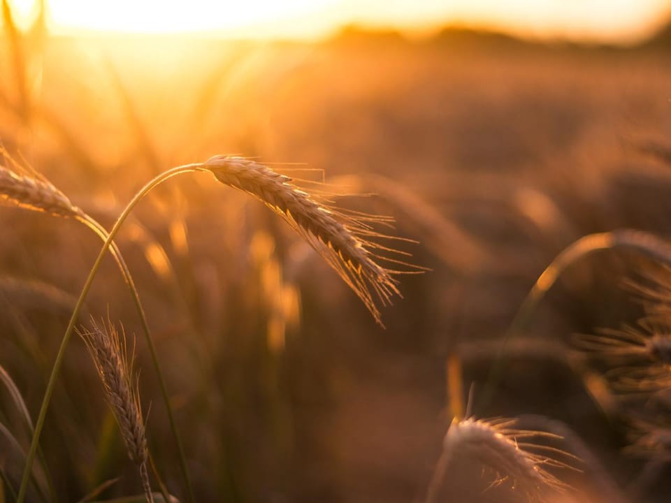 Gluten-Free Photography